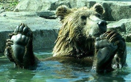 [bear]