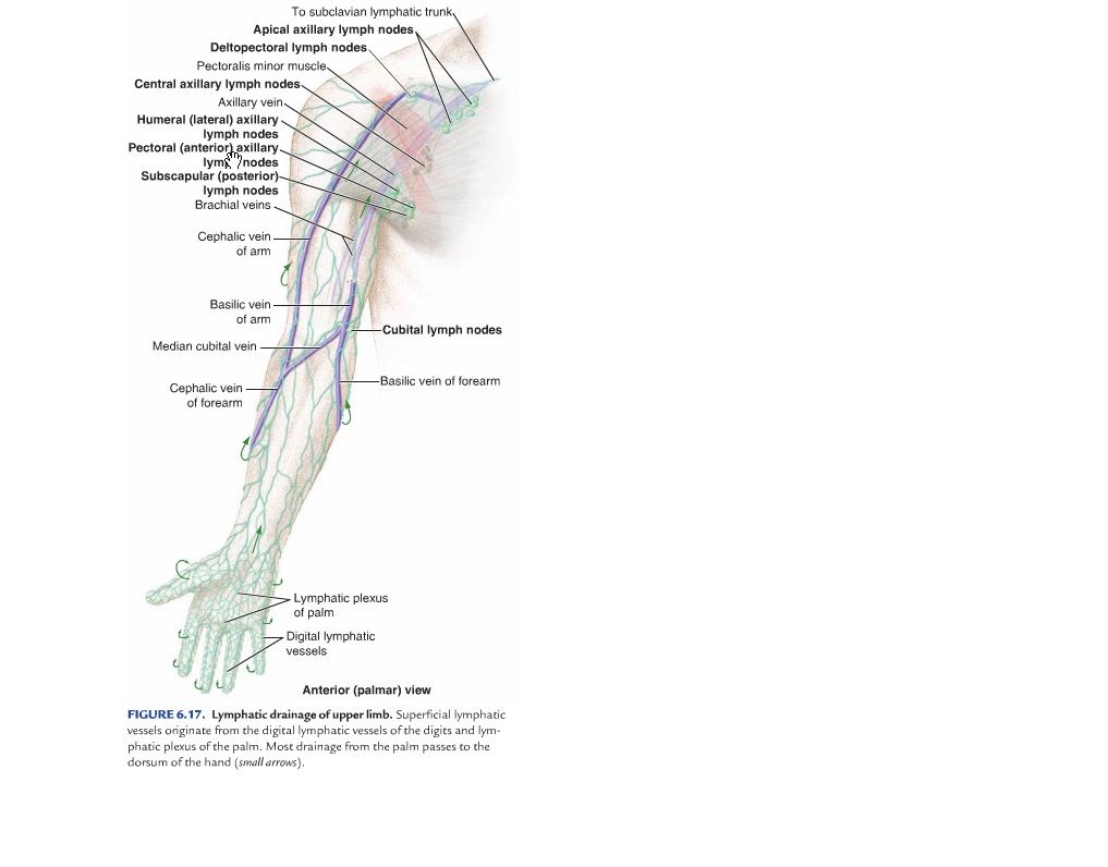 By 411 Advanced Human Anatomy Blog Upper Limb Journal Post 1