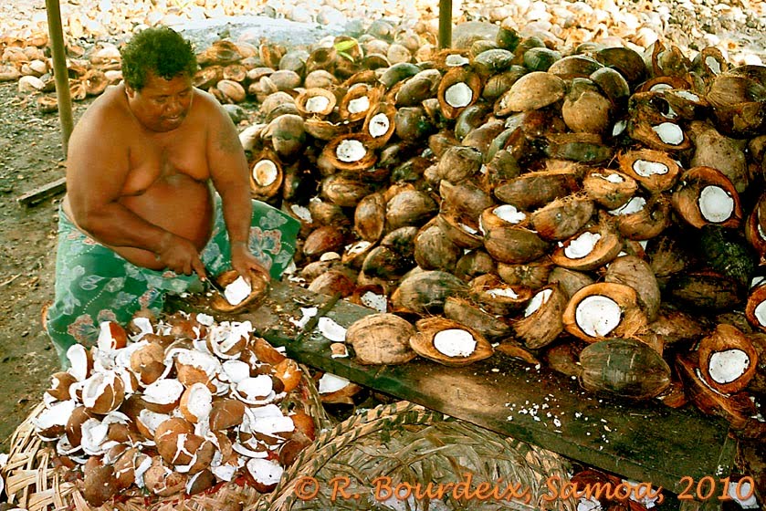 Coconut palms of Samoa Copra making near Olomanu seed garden