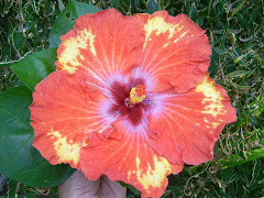 Hibiscus from the garden