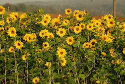 Sunflowers Greet the Dawn
