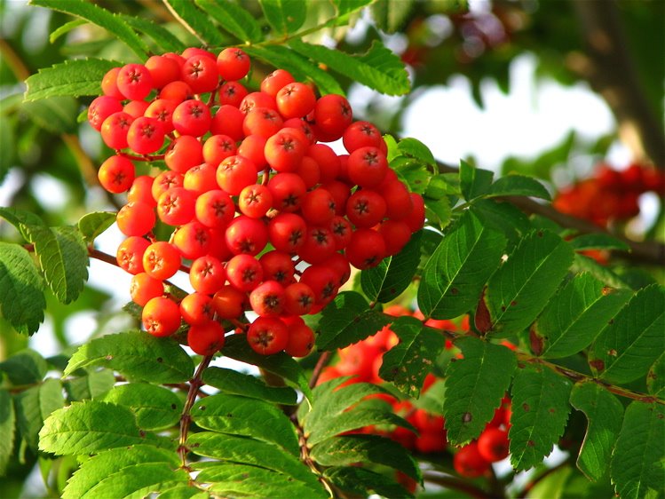 East Gwillimbury CameraGirl: Rowan Berries/ Ruby Tuesday