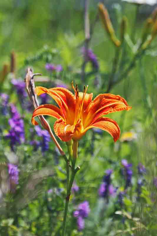 East Gwillimbury CameraGirl Ditch Lilies/ Today's Flowers