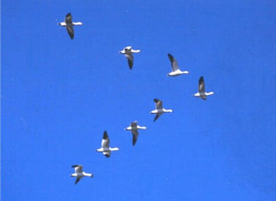 geese flying formation fly why teamwork birds north poem bard learn bird groups ratajczak ken goose mechanical engineering