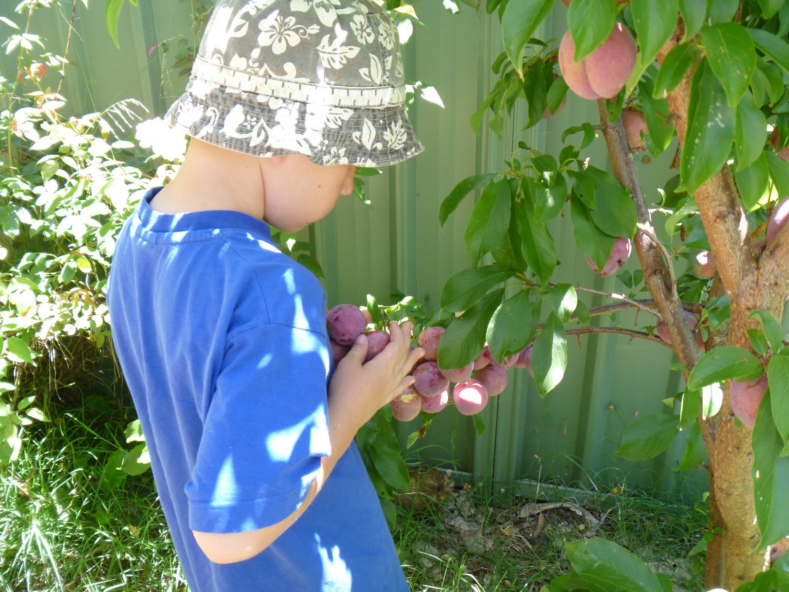 toward sustainability with three kids...... First year of fruit on our
