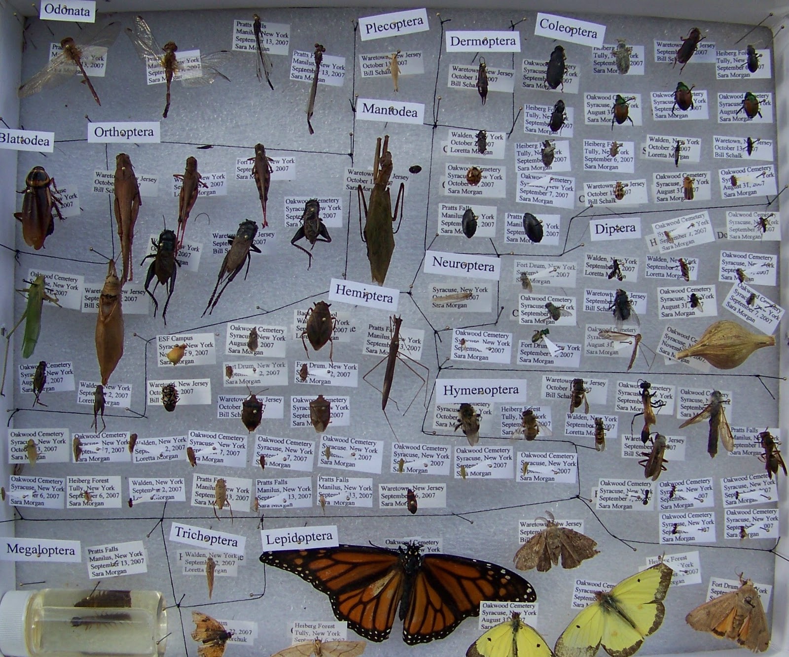 World Bird Sanctuary How to Make an Insect Collection