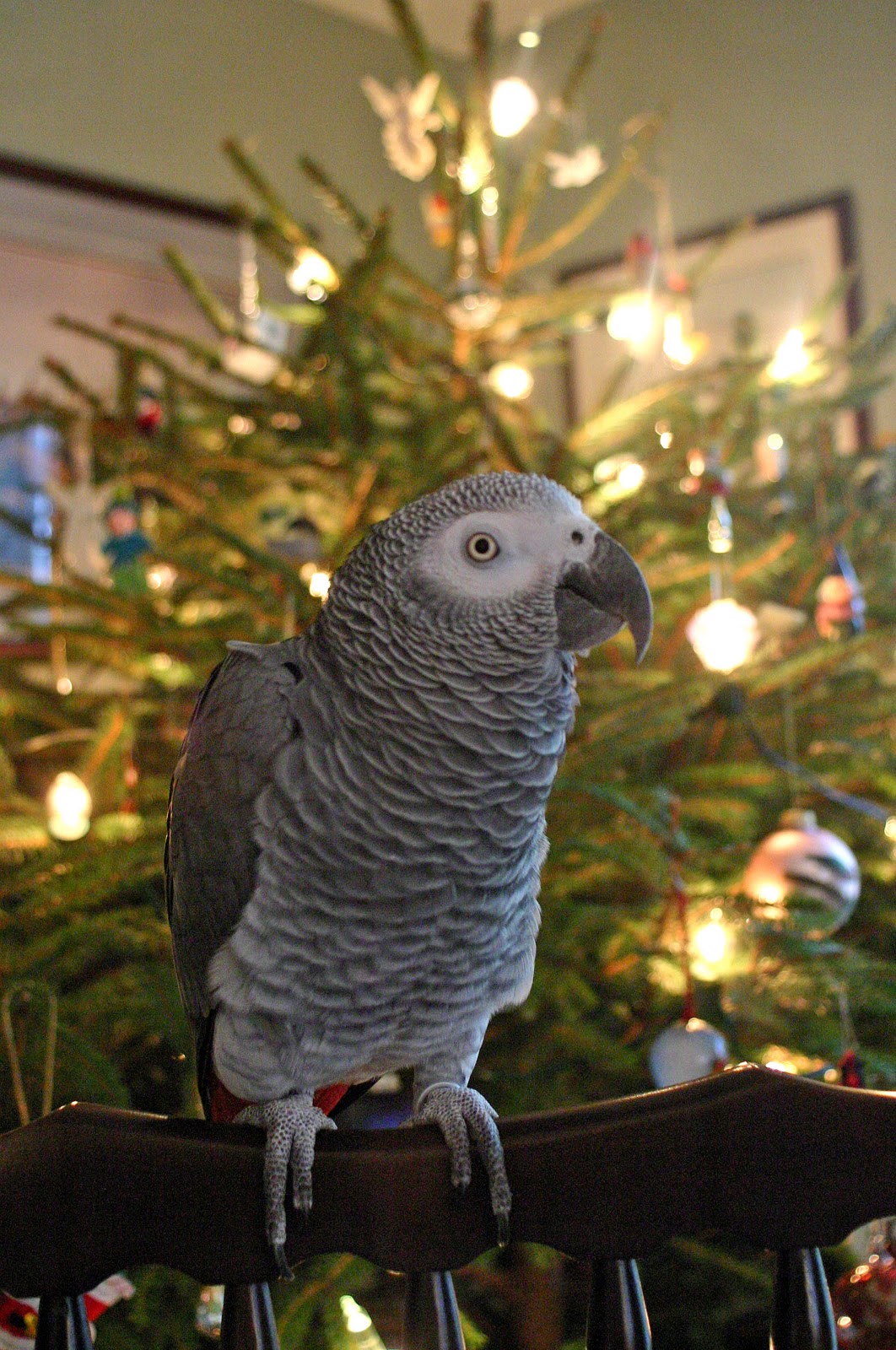 World Bird Sanctuary Keeping Your Pet Bird Safe