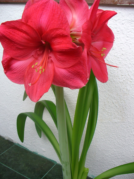 Amaryllis Hercules