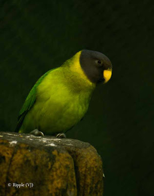 Posted by Ripple (VJ) ; Colorful Birds @ Delhi Zoo : 