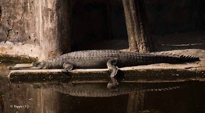 Posted by Ripple (VJ) : Delhi Zoo Revisited :  Alligator Sandwich