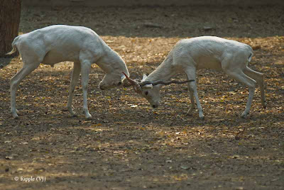 Posted by Ripple (VJ) : Delhi Zoo Revisited : Two white bucks locking horns 