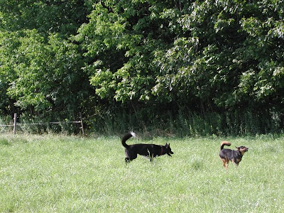 dogs in pasture