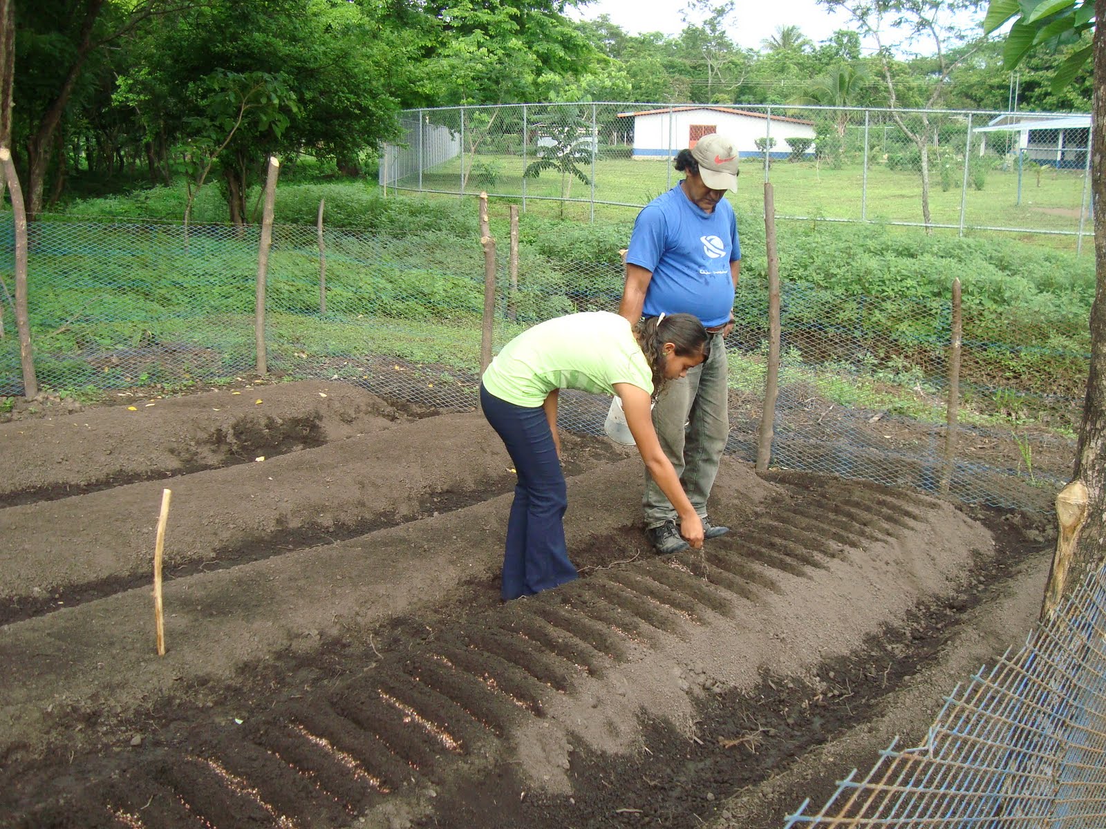 Escuela Colonia Bolaños: Sembrando hortalizas
