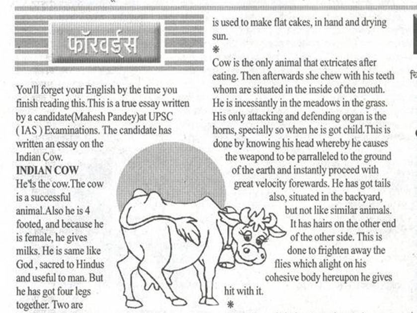 the cow essay