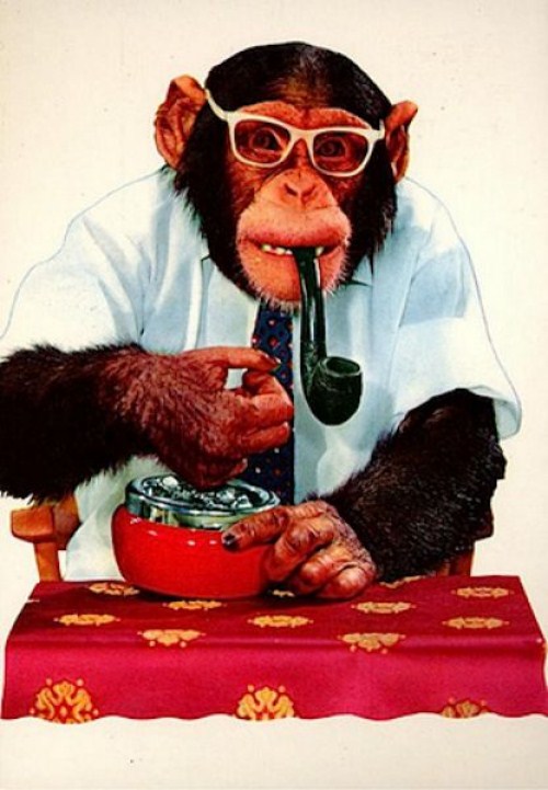 Funny Smoking Monkeys - The Fun Learning