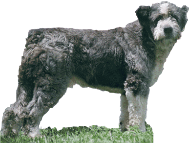 [Cao+Barbado+da+Terceira.gif]