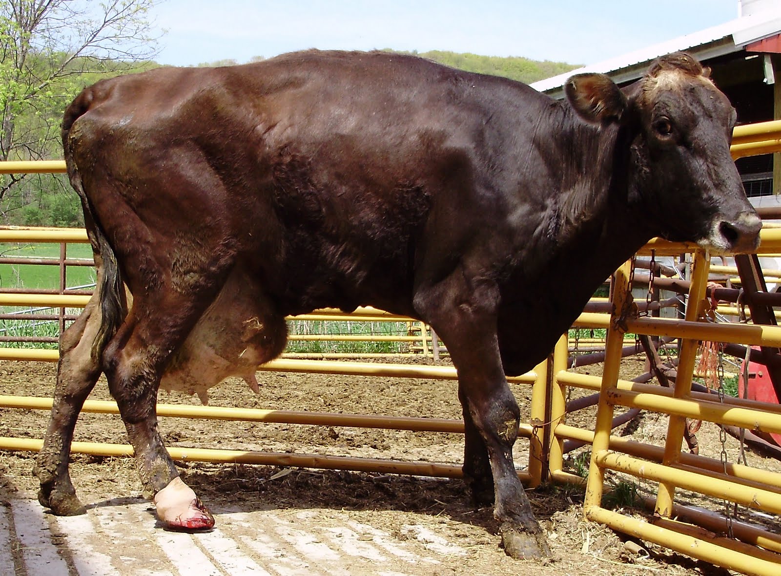 Comfort Cow America: Comfort Cows America- Productos