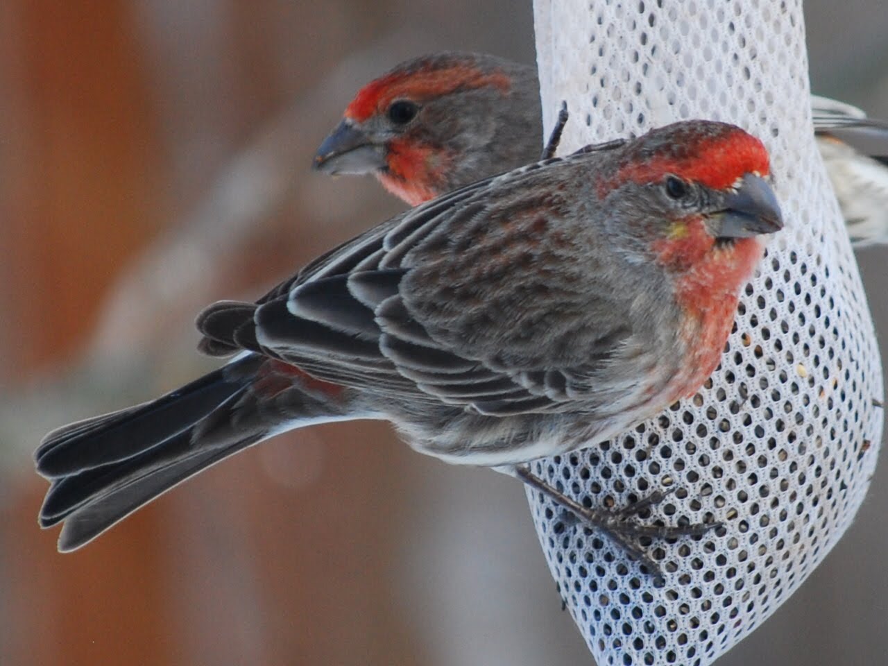 Our Bird Friends: House Finch (male)