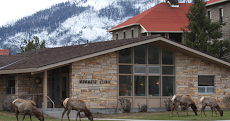 Pregnant Elk Cows waiting for the Clinic to open