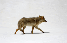 Crusing Coyote