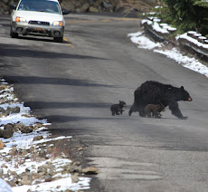 Mom and 2 Cubs head for safety