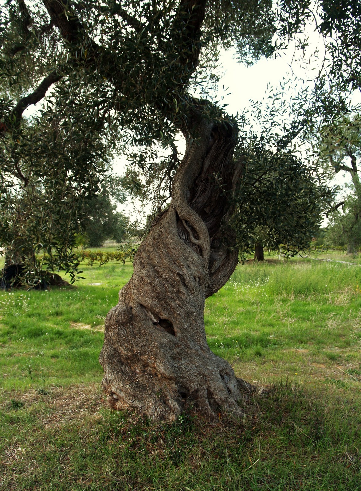 The Remarkable Olive Trees of Puglia