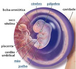 Como eu estou com as minhas 8 semaninhas!!