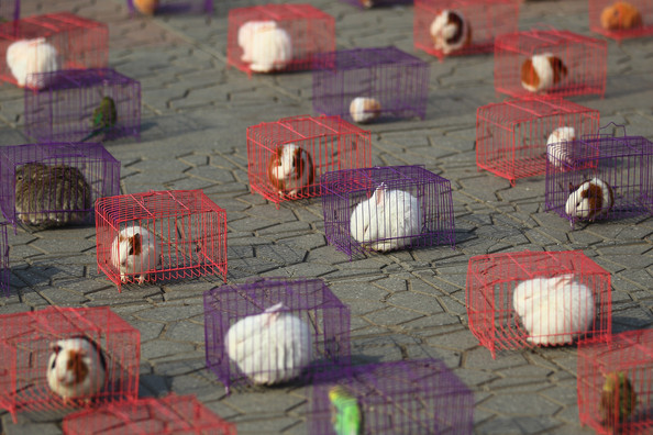simple image collections: The Year Of Rabbit in China