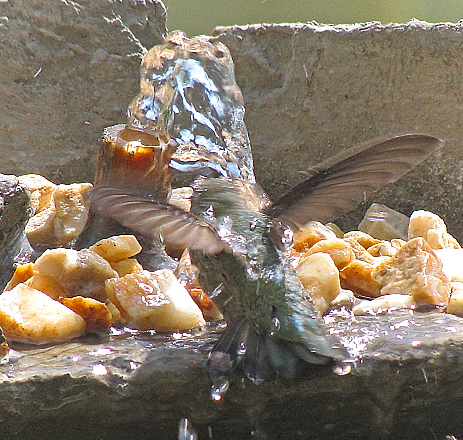 Nature As Is: For Mom...Hummingbirds Do Bathe