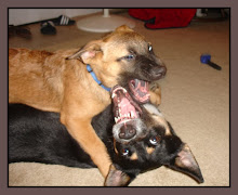 "PETS AT PLAY"