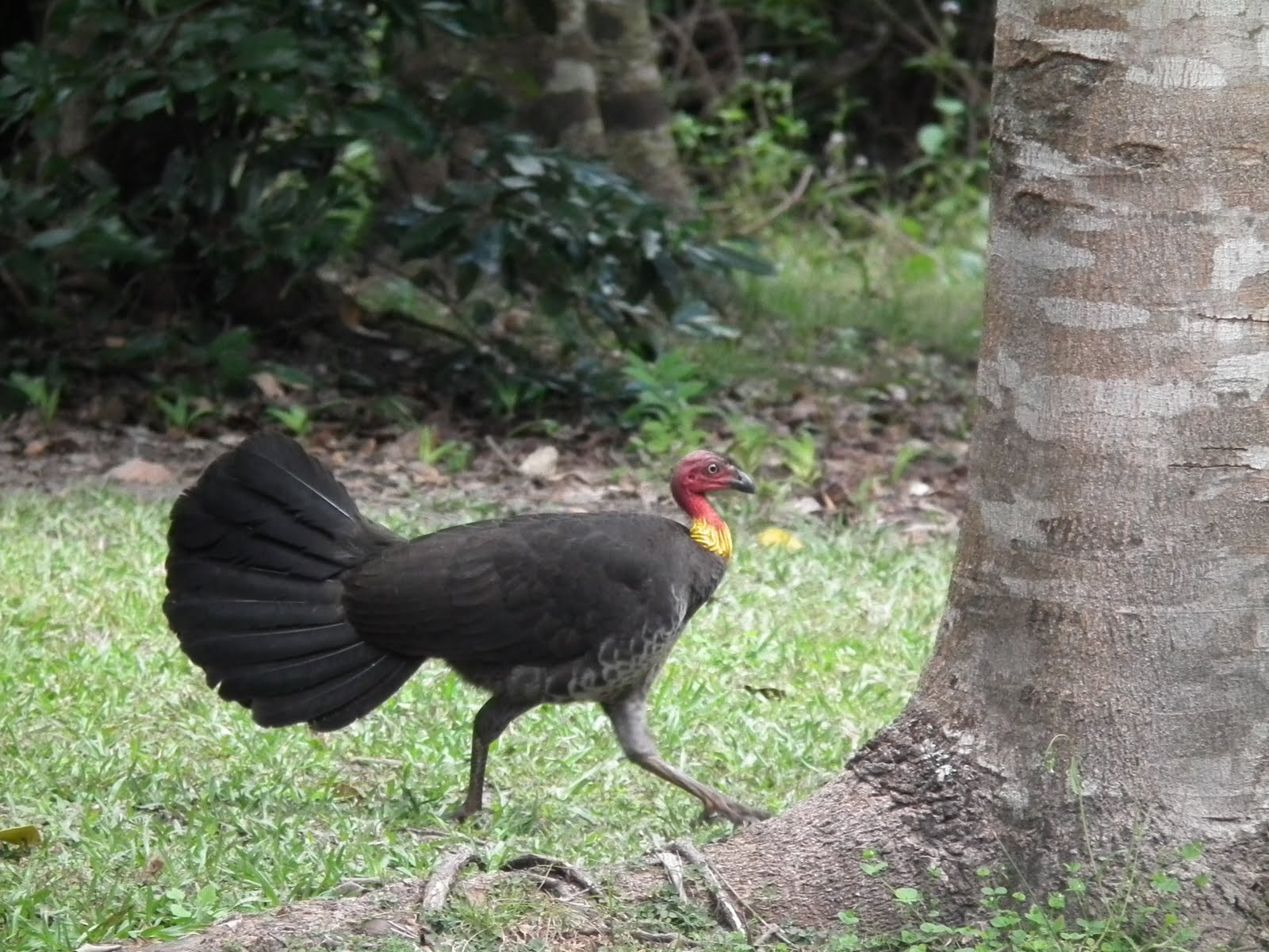 Australian Adventure Bush Turkeys & More of Yeppoon