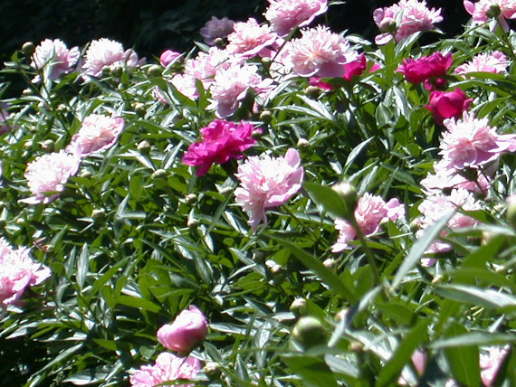 50 Year Old Peony Bush