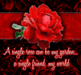 Red Rose of Friendship