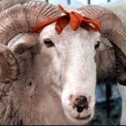 [kurbanlik-hayvan-fiyatlari-el-yakacak_o.jpg]