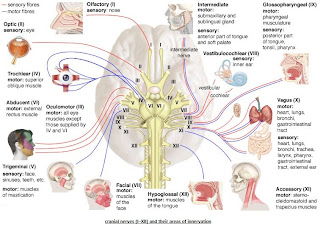 The Human Body: PERIPHERAL NERVOUS SYSTEM