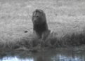 Africam