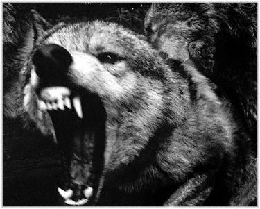 [angrywolf.jpg+Angry+Wolf+image+by+RoxyWolf.jpg]
