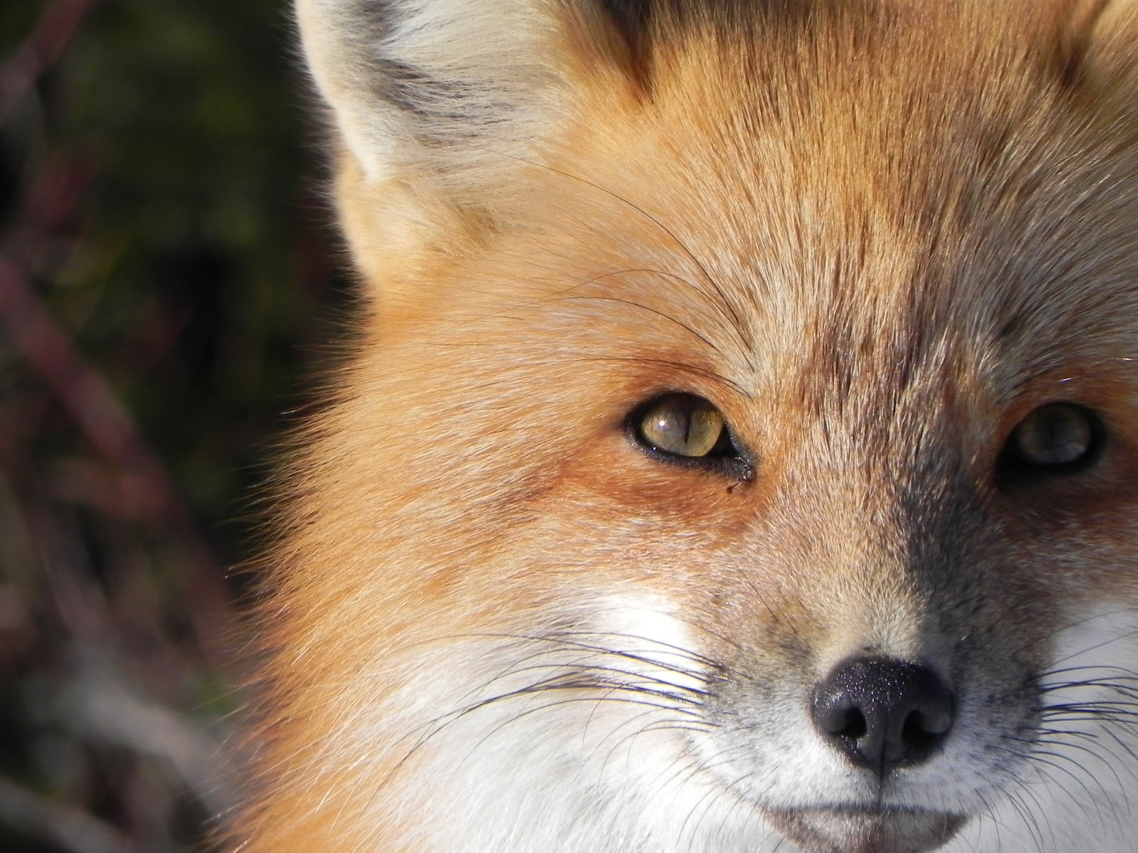 Wild Science: Vulpes vulpes