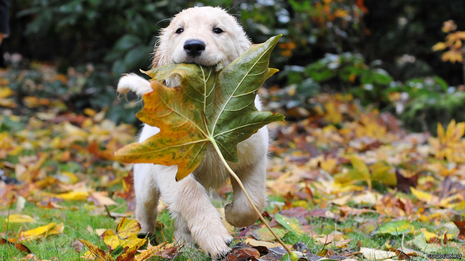 wallpaper: Cute Dog In Autumn HD Wallpaper
