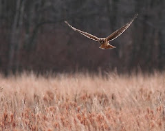 Hen harrier