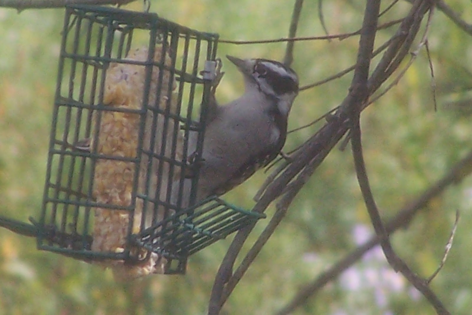 All Bird Watchers: Downy woodpecker