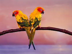 exotic birds wallpapers bird sun parrots conure desktop screensavers background backgrounds parrot computer flying parakeet wild screensaver colorful iphone pet
