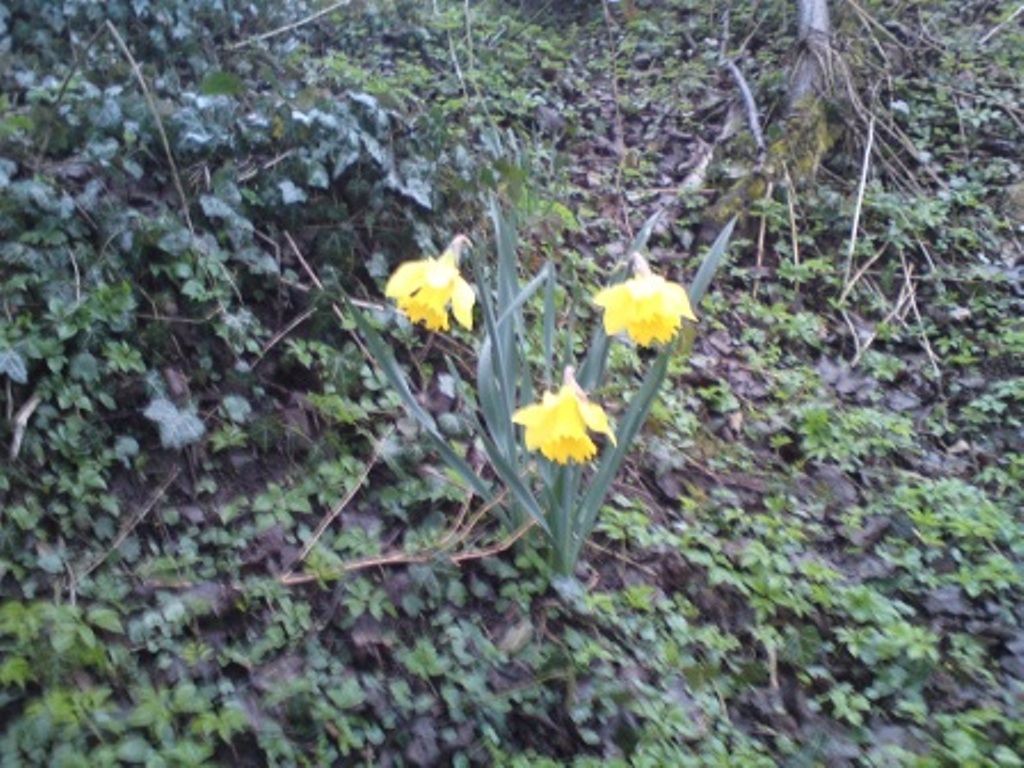 [daffs+compressed.jpg]
