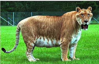 LIGERS AND OTHER MIXED BIG CATS!!!!!