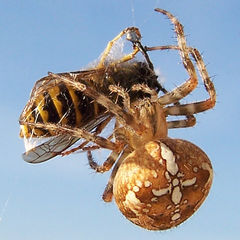 [240px-Araneus_diadematus_(Gartenkreuzspinne_mit_Wespe).jpg]