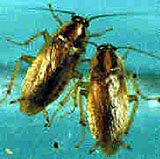 [blattella_germanica.jpg]