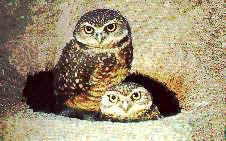 [coruja2.jpg]