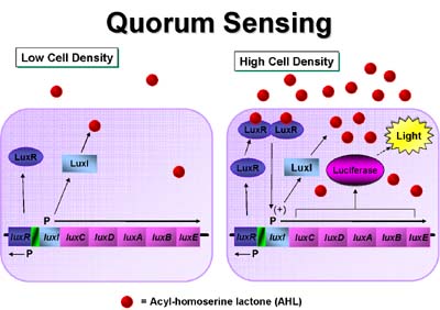 Кворум сенсинг бактерий. Quorum sensing. Эффекты кворума у бактерий. Кворум сенсинг бактерий. Кворум сенсинг стафилококка.