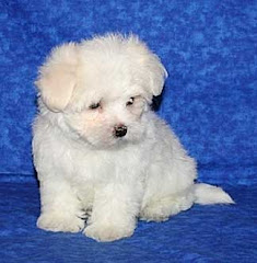 Westie Puppy (Ozzy my puppy)