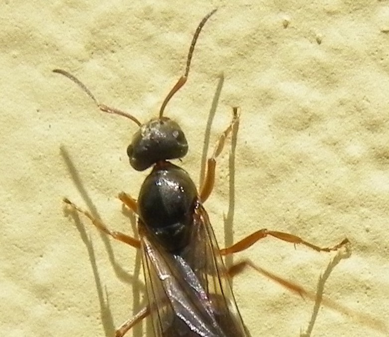 NATURALEZA desde ASTURIAS HORMIGAS con ALAS.